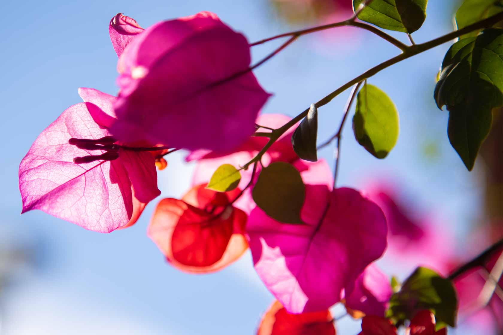 Bougainvillea